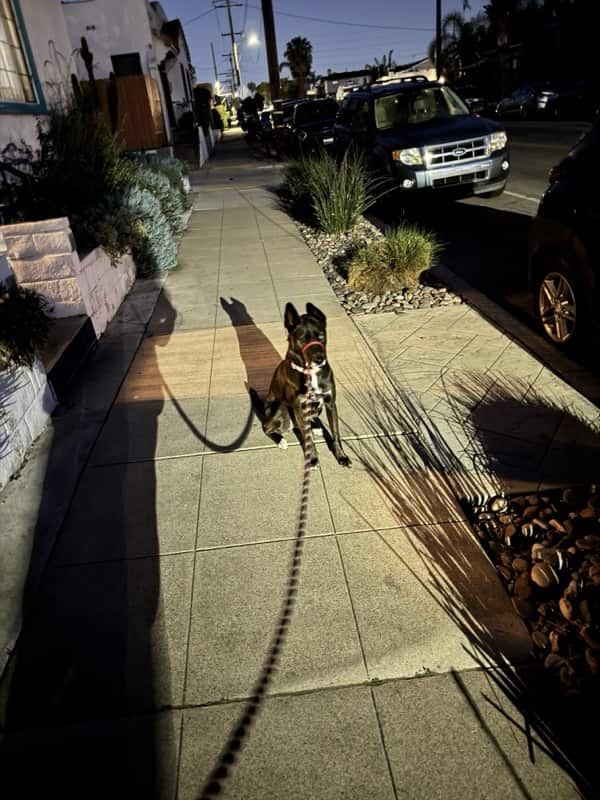 A picture of a black dog named Bowie sitting, taken on March 20 2026 at 6:10 am